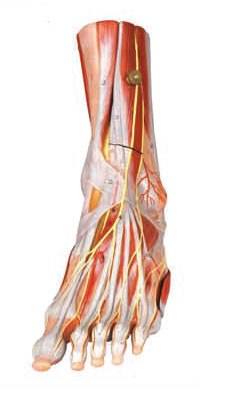 Muskeln Der Fuss Menschlichen Anatomie Modellieren Mit Hauptschiffen Und Nerven Fur Anatomiestruktur Zeigen