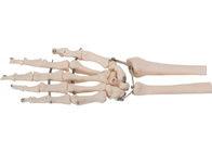 Knochen-Modell 3D PVCs materielles menschliches Handfür medizinisches Training