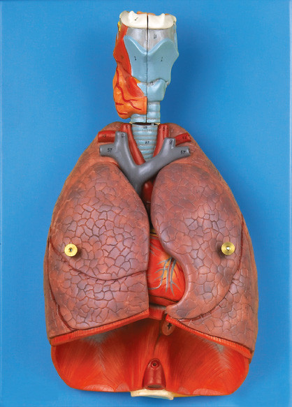 Innere Organe Kehlkopf, Herz, Lungen-menschliches Anatomie-Modellausbildungswerkzeug