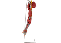 Anatomie-Modell-With Main Vessels-Nerven Arm PVCs menschliche