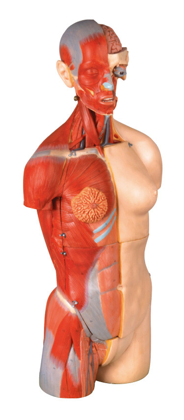 32 Teile verdoppeln Sextorso menschliche interne Orang-Utane des Anatomie-Modells 85cm mit offenem Rücken